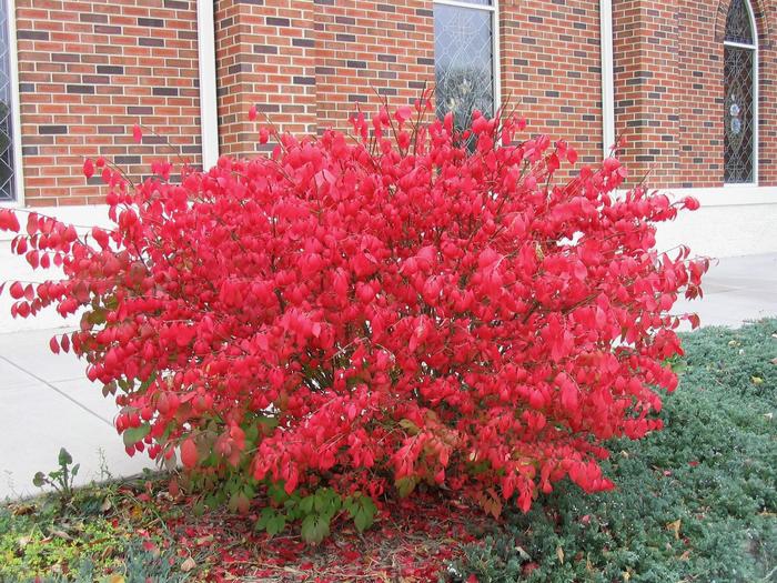 Brslen křídlatý-Euonymus alatus 'COMPACTUS' až 1,5m