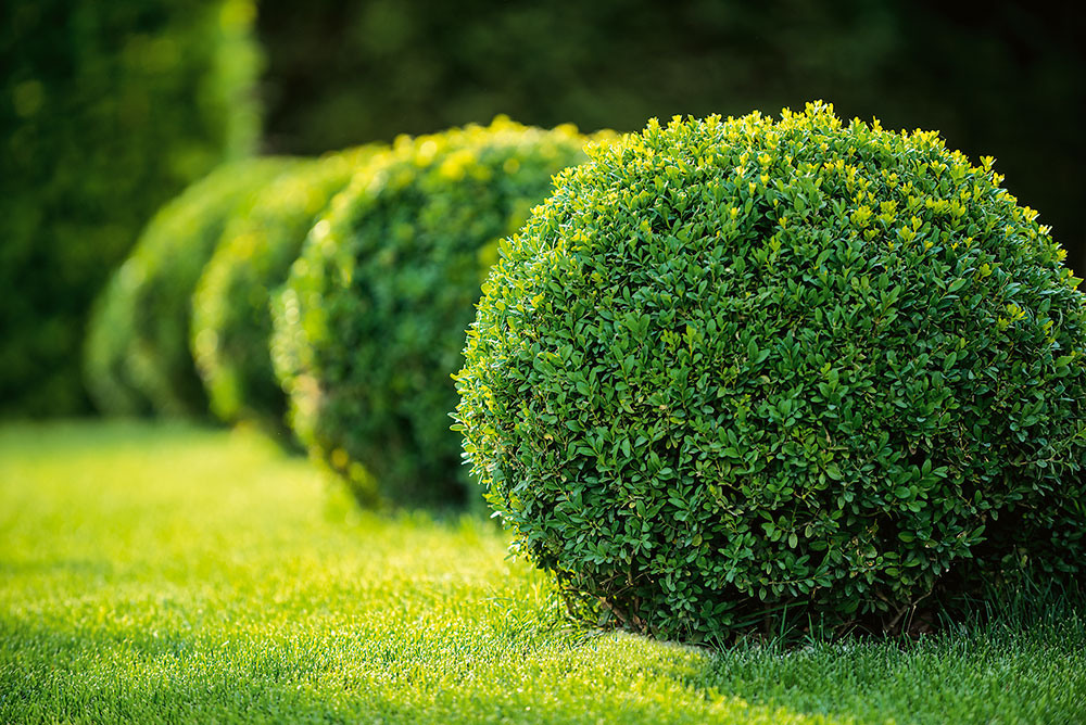 Zimostráz vždyzelený - Buxus sempervirens, koule - až 0,5m